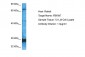 FBXW7 Antibody - C-terminal region